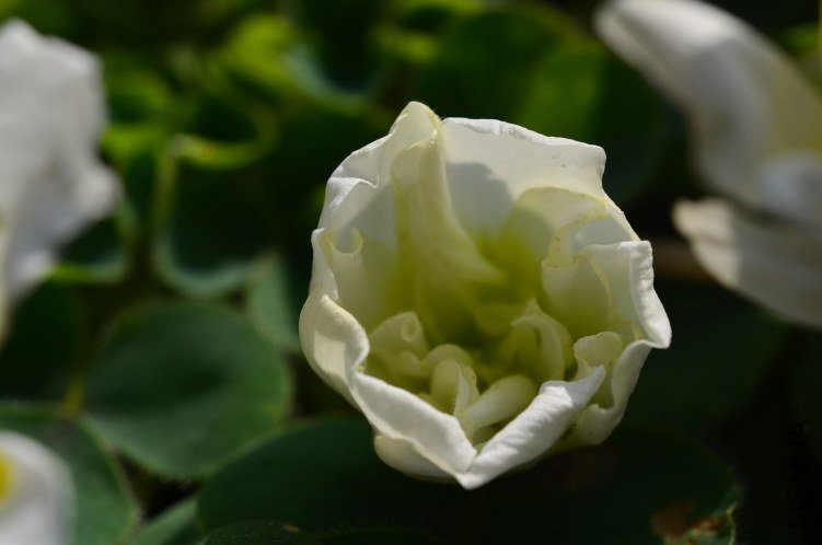 DSC_0126.JPG