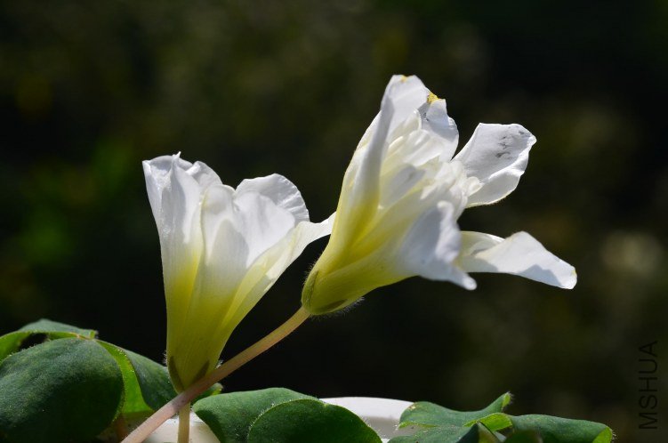 Oxalis purpurea \'Ruffles\'���ذ�20121115 002.JPG