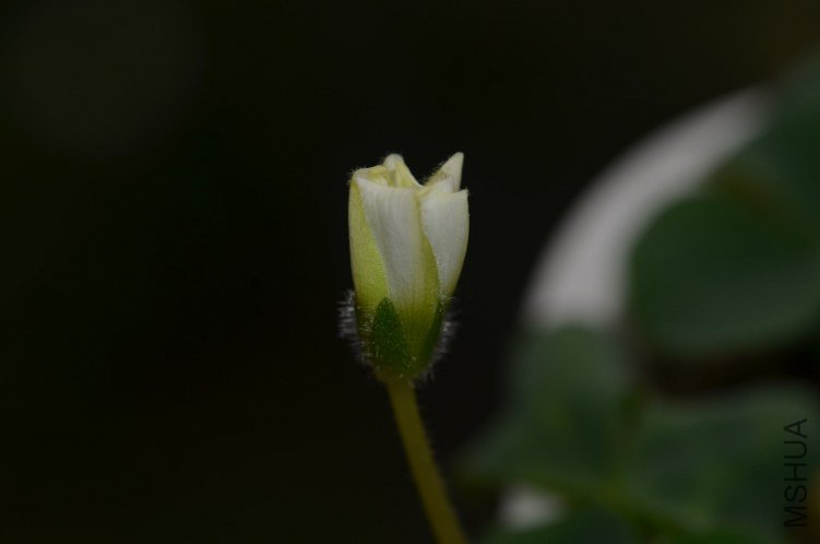 Oxalis purpurea \'Ruffles\'���ذ�20121022 002.JPG