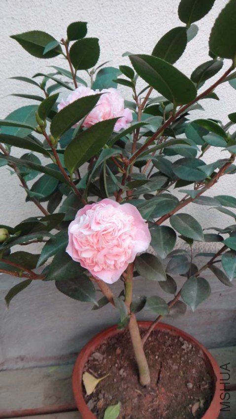 DSC02913.jpg