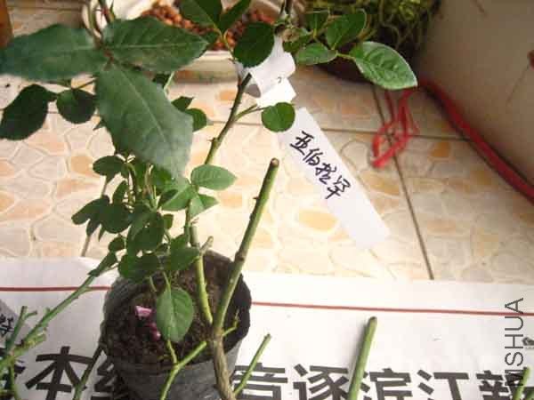 ���ƣ����䱻���۶�