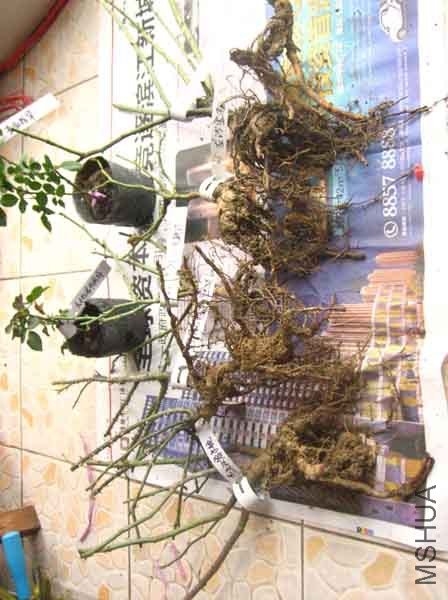 ��ת IMG_0004.jpg