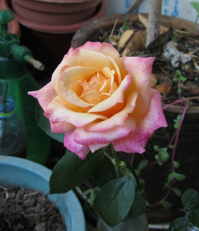 �¼�-���ϻ�-20121122 (4).jpg