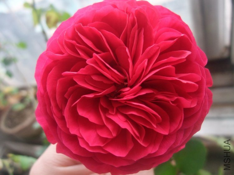 ��Ƭ 057_conew3.jpg