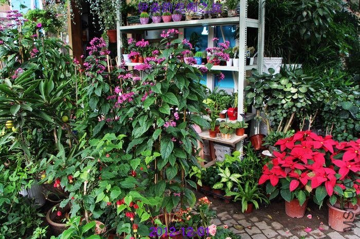 nEO_IMG_��Ƭ 290.jpg