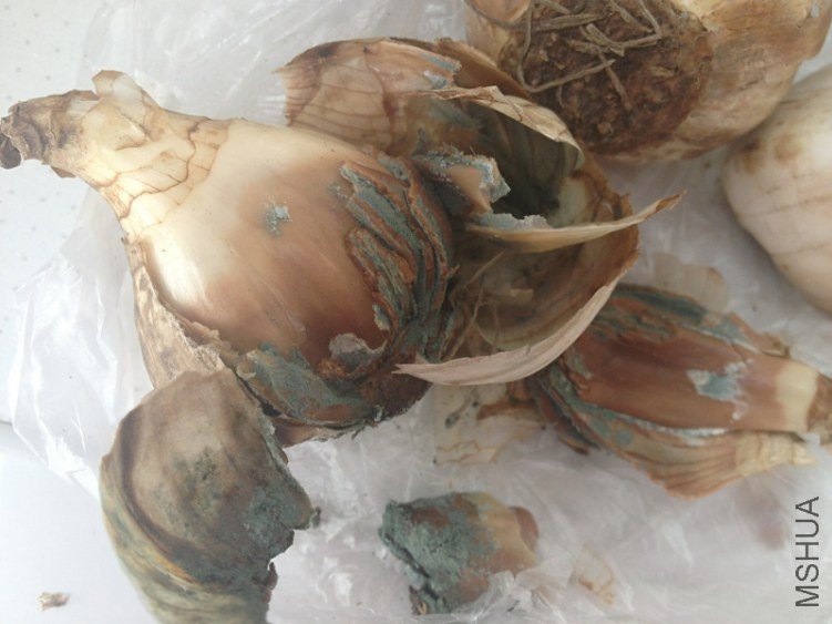 ��ˮ��*���