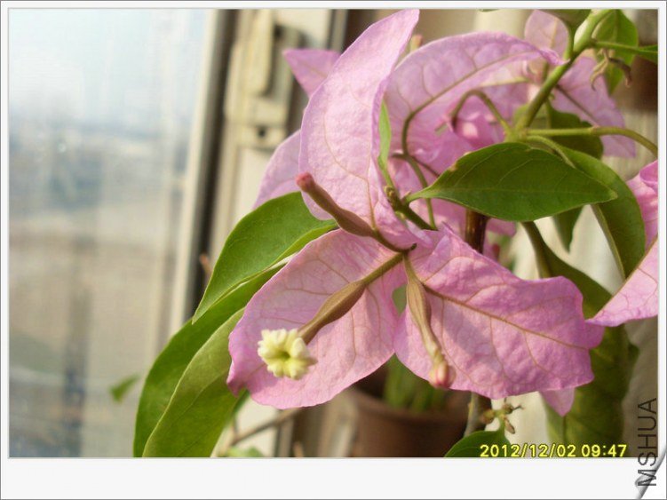 SL388487.JPG