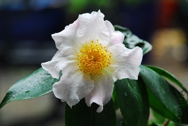 DSC_0003-SS.jpg