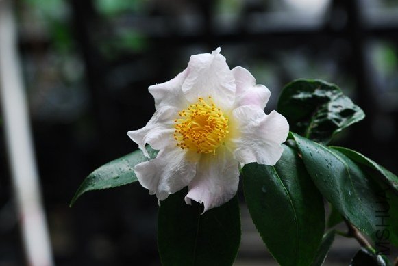 DSC_0004-SS.jpg