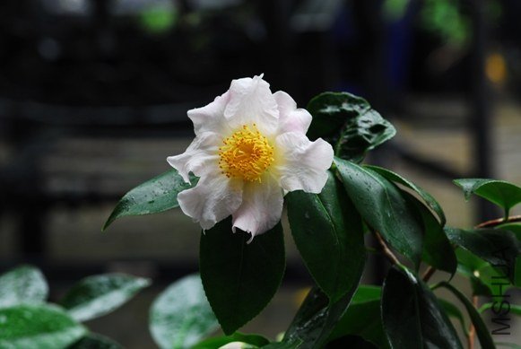 DSC_0005-SS.jpg