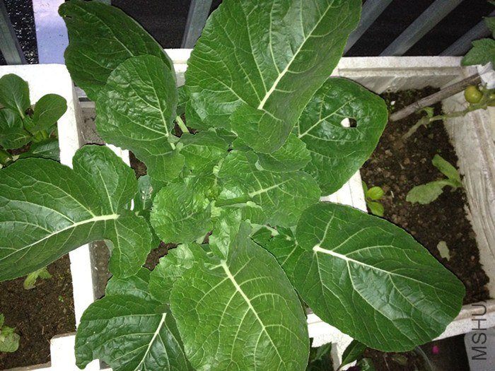 ǰ���������