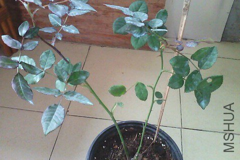 IMG01401.jpg