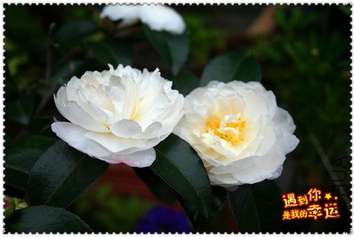 ��Ƭ 010_����.jpg