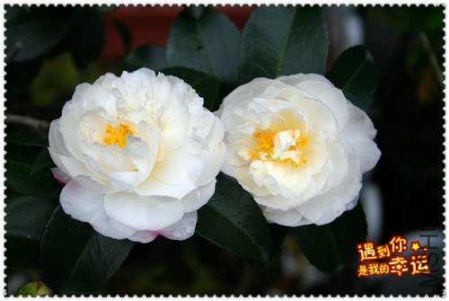 ��Ƭ 004_����.jpg