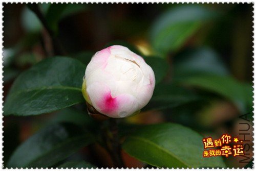 ��Ƭ 009_����.jpg