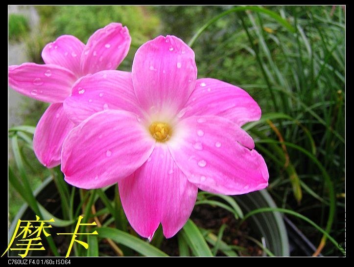19��Zephyranthes \'sp.Labuffarosa \'Pink Panther\'.jpg