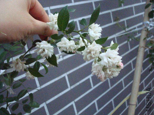 DSC05102.JPG