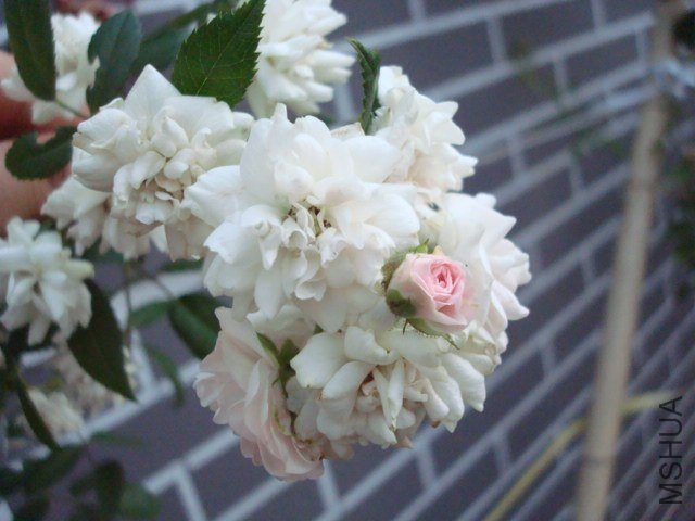 DSC05103.JPG