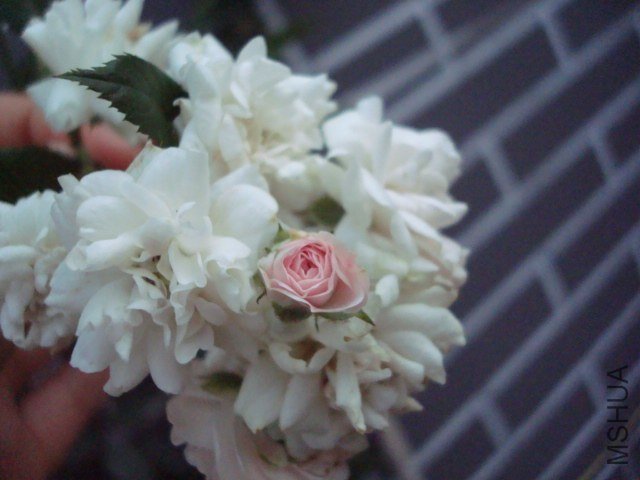 DSC05108.JPG