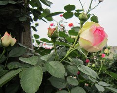 37FBCB6E_����.jpg