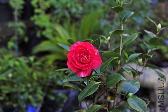 _DSC8060_SS.jpg