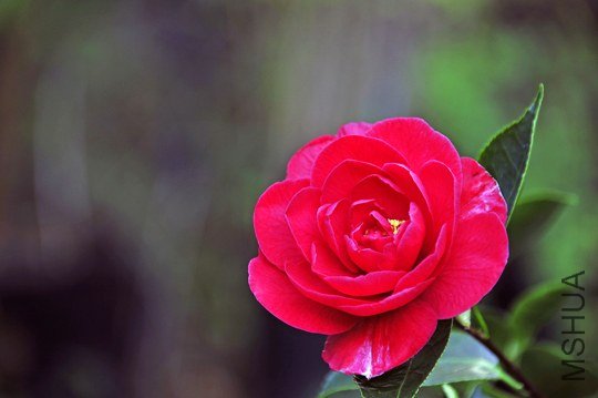 _DSC8062_SS_edited-1.jpg