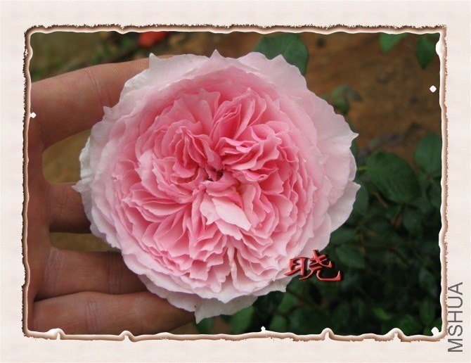 Ϊ��˵�����⣬��ͼһ�š�
