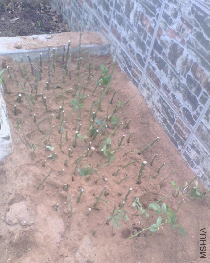 IMG0704A_B.jpg