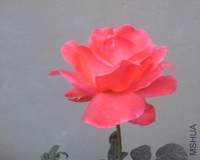 ʢ��ʱ��һ�±���ģ��