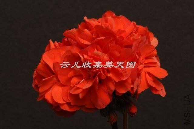 Annabella Stephenson.jpg