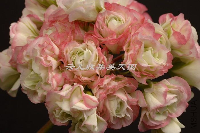 Apple Blossom Rosebud.jpg