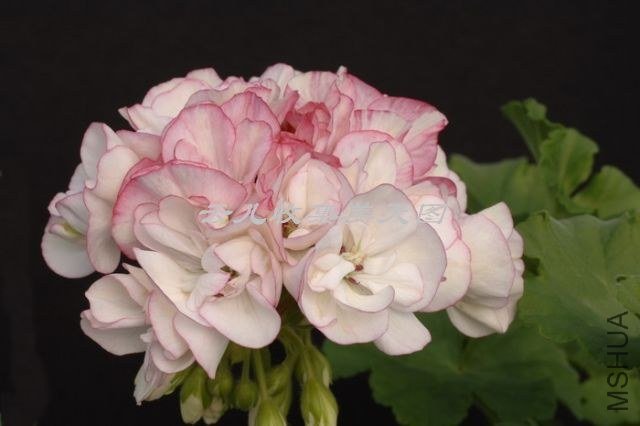 Silver Celebration.jpg