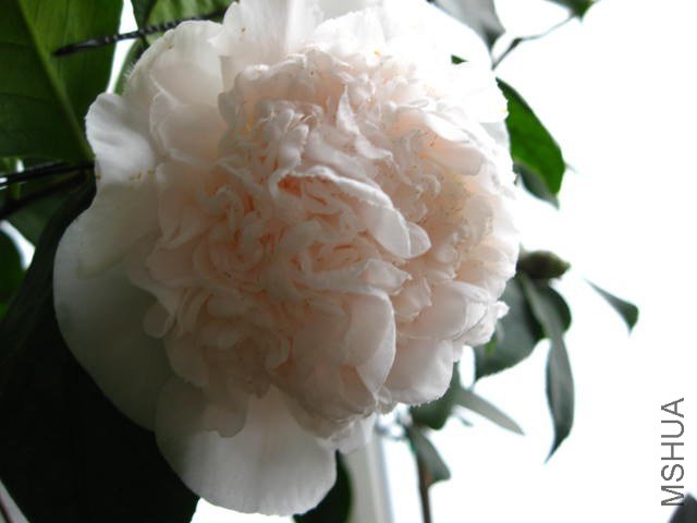 IMG_4845.JPG