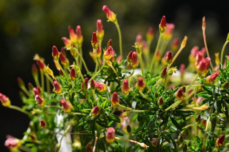 ������С Oxalis tenufolia ��˫ɫ20121204 002.JPG