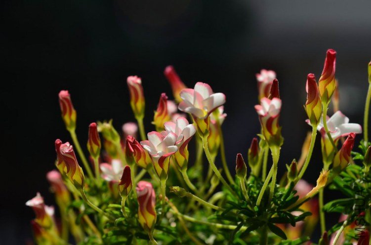������С Oxalis tenufolia ��˫ɫ20121204 006.JPG