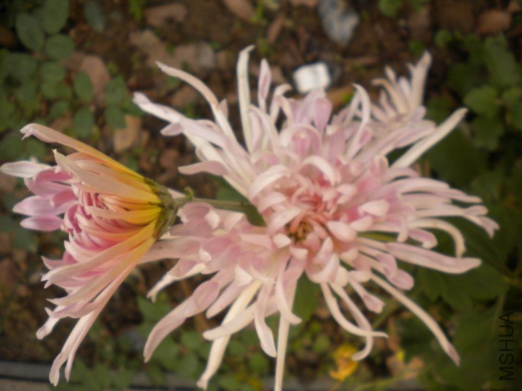 DSCN4066.jpg