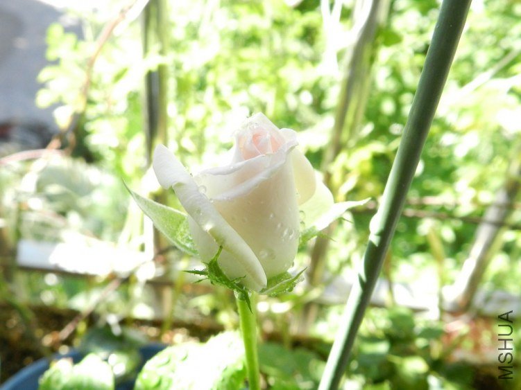DSCN2812 (����).JPG