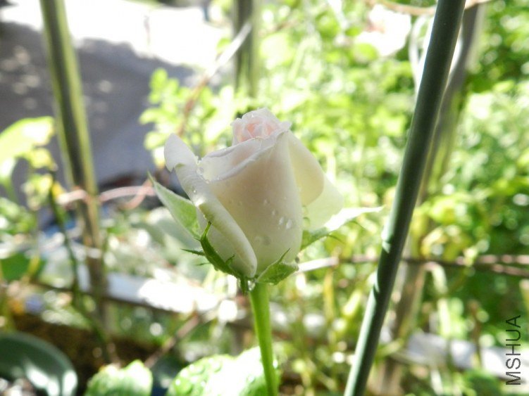 DSCN2816 (����).JPG