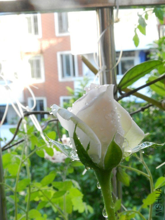 DSCN2856 (����).JPG