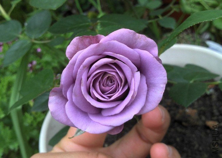 2012-05-08_16-09-16_433-1.jpg