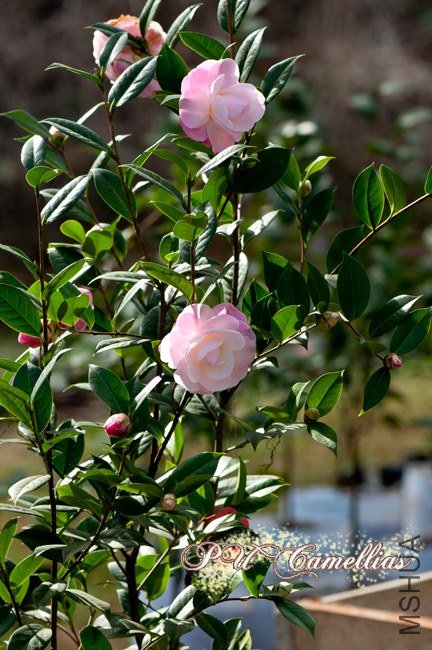 Ʈ��5a.jpg