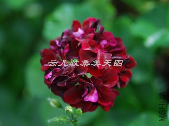 Antoinette Crozy.jpg