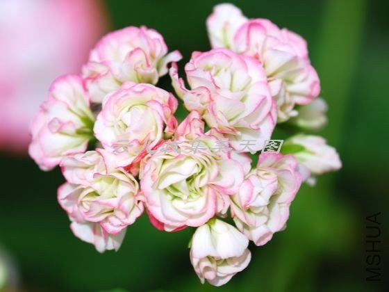 Appleblossom Rosebud 01.jpg