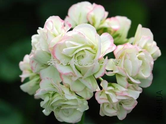 Appleblossom Rosebud 02.jpg