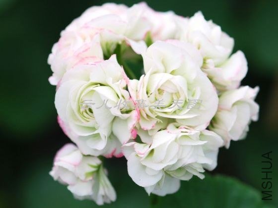 Appleblossom Rosebud 03.jpg