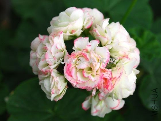 Appleblossom Rosebud 04.jpg