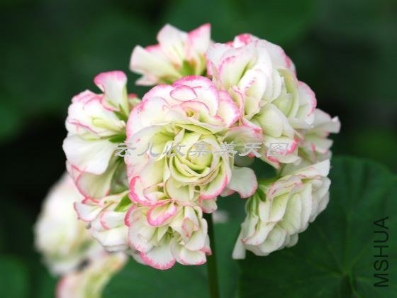 Appleblossom Rosebud 05.jpg