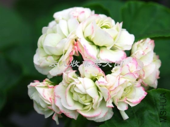 Appleblossom Rosebud 06.jpg