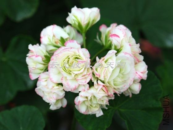 Appleblossom Rosebud 07.jpg