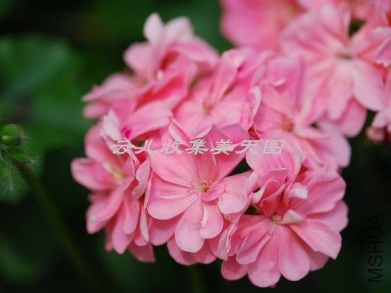 Apricot Queen 01.jpg